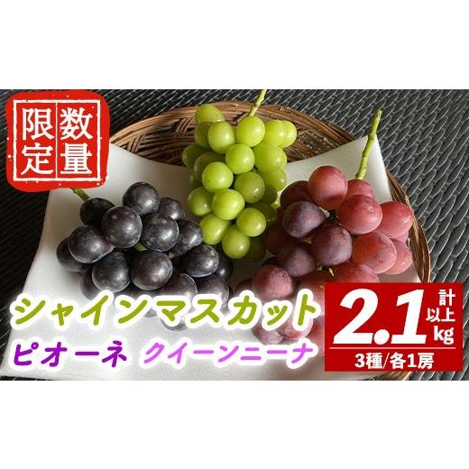 ふるさと納税 果物類 ぶどう 茨城県 常陸大宮市 先行予約受付中 2026年9月中旬以降順次発送 シャインマスカット ピオーネ クイーンニーナ セット 計2.1kg以上…