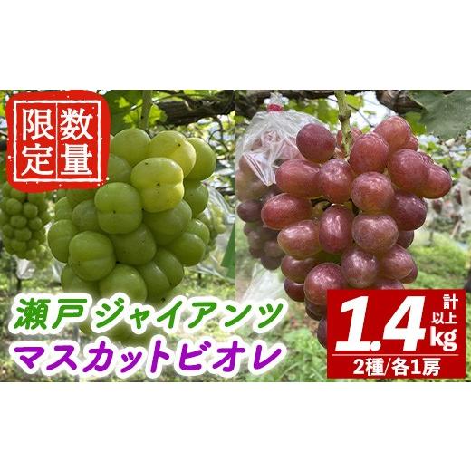 ふるさと納税 果物類 ぶどう 茨城県 常陸大宮市 先行予約受付中 2026年10月下旬以降順次発送 瀬戸ジャイアンツ マスカットビオレ セット 計1.4kg以上 マスカ…