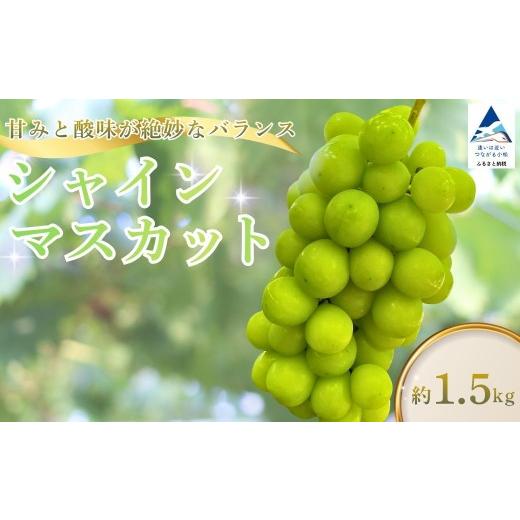 ふるさと納税 ぶどう マスカット 石川県 小松市 2026年 先行予約 シャインマスカット 約1.5kg マスカット ますかっと フルーツ くだもの 果物 大粒 種なし 皮…