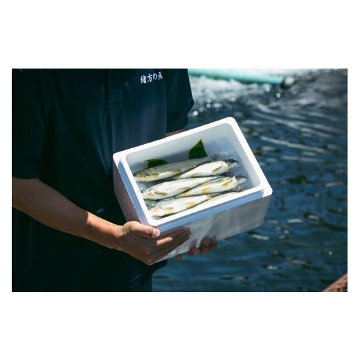 ふるさと納税 川魚 あゆ 和歌山県 白浜町 若あゆ(冷蔵配送)1kg(10尾〜15尾)OGATA養殖技術研究所 南紀白浜