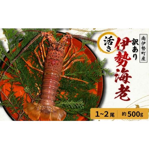 ふるさと納税 エビ 伊勢エビ 三重県 南伊勢町 訳あり 活き 伊勢海老 1〜2尾 計 約500g (冷蔵) / 海鮮 海の幸 海老 伊勢海老 伊勢えび BBQ 刺身 焼き物 お味噌…