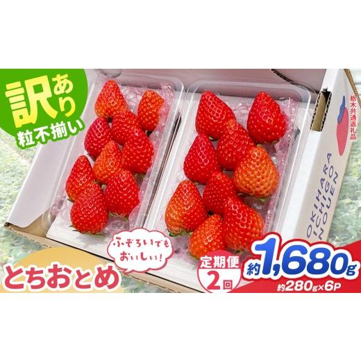 ふるさと納税 いちご 栃木県 那珂川町 先行予約 訳あり とちおとめ 約 280g × 6P | 栃木県共通返礼品 いちご イチゴ 苺 訳あり 不揃い 粒 フルーツ 果物 ふ…