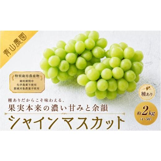 ふるさと納税 ぶどう マスカット 愛知県 大府市 先行予約 数量限定 種ありシャインマスカット 約2kg(4〜5房)|特別栽培農産物〔2026年8月上旬より順次発送…