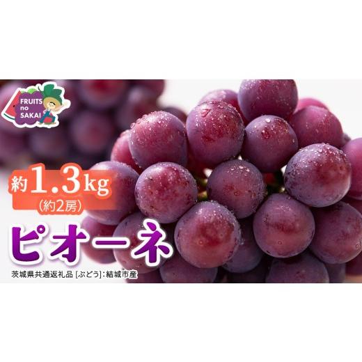 ふるさと納税 果物類 ぶどう 茨城県 つくばみらい市 ピオーネ 約1.3kg (約2房) 2026年8月より発送開始 (茨城県共通返礼品 ぶどう :結城市産) ぶどう ブド…