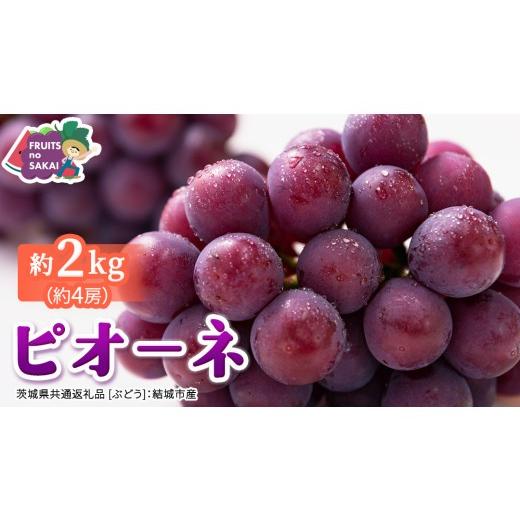 ふるさと納税 果物類 ぶどう 茨城県 つくばみらい市 ピオーネ 約2kg (約4房) 2026年8月より発送開始 (茨城県共通返礼品 ぶどう :結城市産) ぶどう ブドウ…