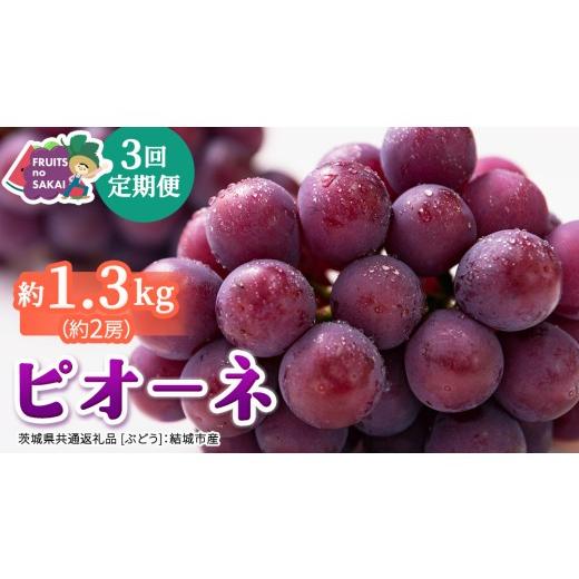 ふるさと納税 果物類 ぶどう 茨城県 つくばみらい市 定期便 3か月連続でお届け ピオーネ 約1.3kg (約2房) 2026年8月より発送開始 (茨城県共通返礼品 ぶど…