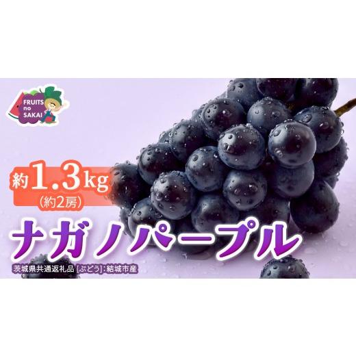 ふるさと納税 果物類 ぶどう 茨城県 つくばみらい市 ナガノパープル 約1.3kg (約2房) 2026年8月より発送開始 (茨城県共通返礼品 ぶどう :結城市産) ぶど…