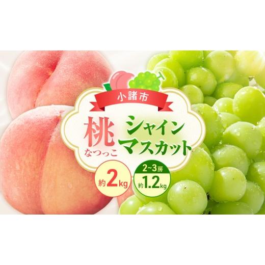 ふるさと納税 もも 長野県 小諸市 フルーツ定期便 浅間水蜜桃プレミアム もも なつっこ 秀品 約2kg 5〜9玉とシャインマスカット2〜3房1.2kg  