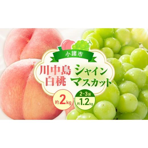 ふるさと納税 もも 長野県 小諸市 フルーツ定期便 浅間水蜜桃プレミアム もも 川中島白桃 秀品 約2kg 5〜9玉とシャインマスカット2〜3房1.2kg  …
