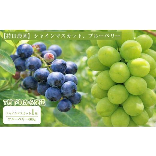 ふるさと納税 ぶどう マスカット 島根県 出雲市 2026年7月下旬以降発送 シャインマスカット1房とブルーベリー600g 持田農園