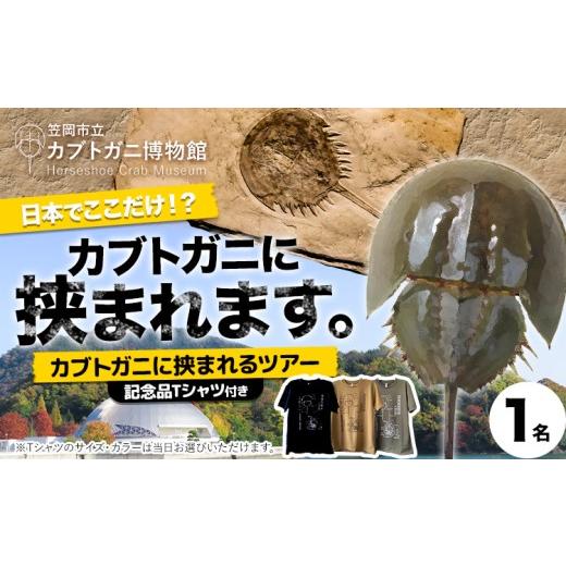 ふるさと納税 体験チケット 岡山県 笠岡市 カブトガニに挟まれるツアー 記念品Tシャツ付き 1名 カブトガニ博物館[寄附お申し込み約1週間後にご連絡差し上げま…