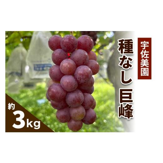 ふるさと納税 ぶどう 巨峰 神奈川県 伊勢原市 8月中旬より順次発送/数量限定 宇佐美園が育てた 種なし 巨峰 約3kg|先行予約 ブドウ 朝採れ直送 伊勢原の夏…