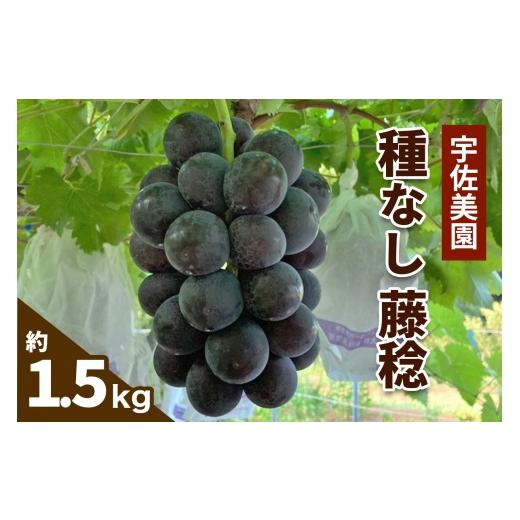 ふるさと納税 ぶどう 巨峰 神奈川県 伊勢原市 8月中旬より順次発送/数量限定 宇佐美園の種なし 藤稔 約1.5kg|先行予約 ブドウ 圧巻の大粒と濃厚な甘み 1169…