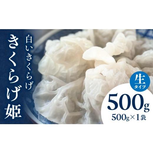 ふるさと納税 山菜・きのこ 宮崎県 宮崎市 白いきくらげ「きくらげ姫」(生タイプ)500g_M402-001-01 14,000円 生タイプ500g×1袋