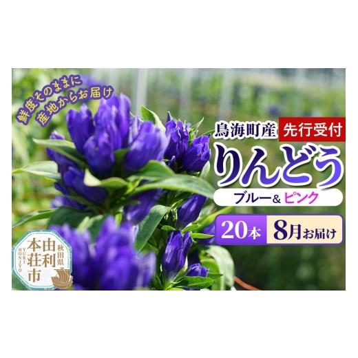 ふるさと納税 雑貨・日用品 花 秋田県 由利本荘市 [先行受付] 8月お届け 鳥海町産 りんどう 20本 ブルー ピンク りんどう リンドウ 竜胆 花 生花 仏花 切り…