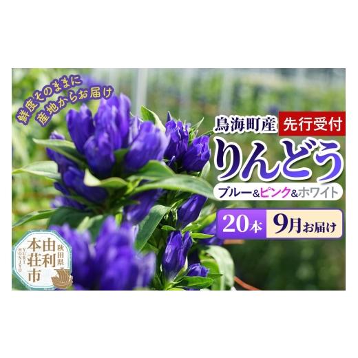 ふるさと納税 雑貨・日用品 花 秋田県 由利本荘市 [先行受付] 9月お届け 鳥海町産 りんどう 20本 ブルー ピンク ホワイト りんどう リンドウ 竜胆 花 生花 …