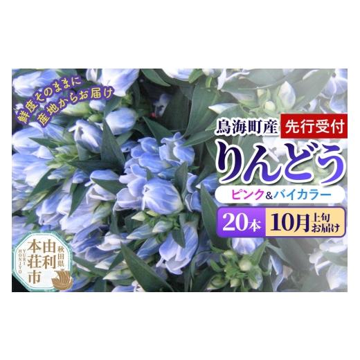 ふるさと納税 雑貨・日用品 花 秋田県 由利本荘市 [先行受付] 10月上旬お届け 鳥海町産 りんどう 20本 ピンク バイカラー りんどう リンドウ 竜胆 花 生花 …