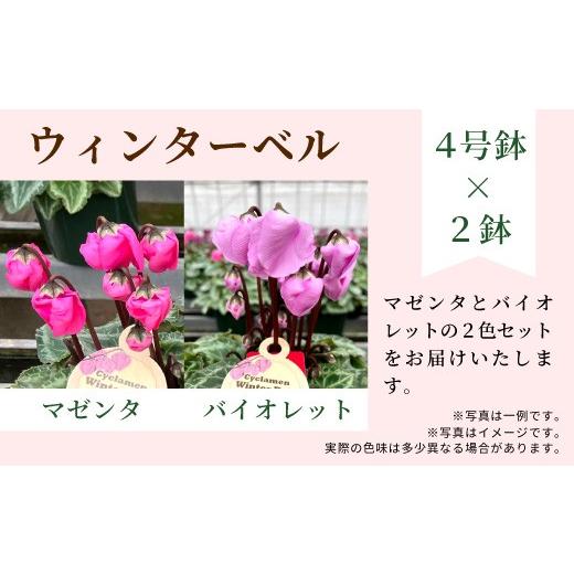ふるさと納税 雑貨・日用品 花 愛知県 設楽町 カラー:マゼンタ×バイオレット 農林水産大臣賞受賞 愛知県産 シクラメン 4号鉢×2鉢 ウィンターベル 花 生…