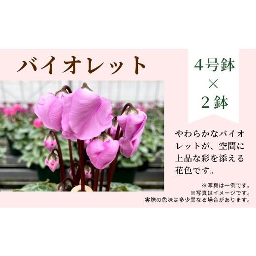 ふるさと納税 雑貨・日用品 花 愛知県 設楽町 カラー:バイオレット×バイオレット 農林水産大臣賞受賞 愛知県産 シクラメン 4号鉢×2鉢 ウィンターベル 花…
