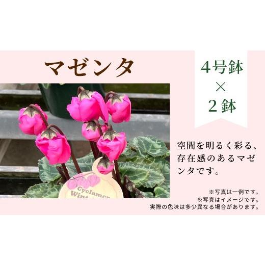 ふるさと納税 雑貨・日用品 花 愛知県 設楽町 カラー:マゼンタ×マゼンタ 農林水産大臣賞受賞 愛知県産 シクラメン 4号鉢×2鉢 ウィンターベル 花 生花 マ…