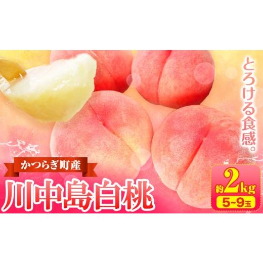 ふるさと納税 もも 和歌山県 日高町 川中島白桃 かつらぎ町産 約 2kg ( 6〜9玉 ) 道の駅 くしがきの里 紀農人株式会社[7月中旬-8月末頃出荷]和歌山県 日高…