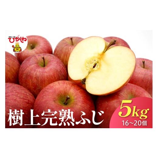ふるさと納税 りんご 山形県 東根市 2026年産 樹上完熟ふじりんご 赤秀 5kg箱(16、18、20個詰め) 山形県 東根市 JA提供 hi001-051