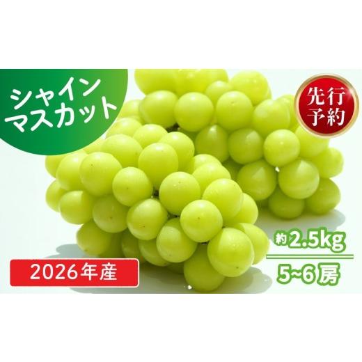 ふるさと納税 ぶどう マスカット 新潟県 新発田市 2026年発送分 シャインマスカット 約2.5kg 5 ~ 6 房 おすすめ マスカット 果物 くだもの フルーツ スイーツ…