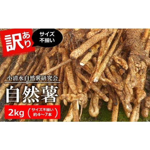 ふるさと納税 人参・大根・他根菜 新潟県 柏崎市 先行予約・数量限定 小清水の自然薯 サイズ不揃い 2kg(約4〜7本入) じねんじょ山芋 とろろ 訳あり