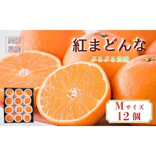 ふるさと納税 みかん・柑橘類 愛媛県 伊予市 2026年度先行予約 数量限定 愛媛県産 紅まどんな Mサイズ 12個 みかん 人気 柑橘 伊予市 2026年11月中旬順次発送…