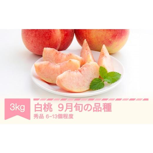 ふるさと納税 もも 山形県 村山市 桃 品種おまかせ 9月旬の白桃 秀品 約3kg (6〜13個程度) nf-mohtx3-9f 9月発送