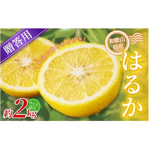 ふるさと納税 みかん・柑橘類 和歌山県 かつらぎ町 贈答用 森本農園の手選別 はるか 約2kg 和歌山県産 L〜2Lサイズ 北海道・沖縄・離島配送不可 2027年3月上…