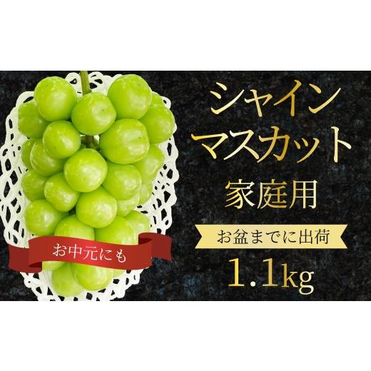ふるさと納税 ぶどう マスカット 広島県 三原市 シャインマスカット 家庭用 1.1kg ぶどう ブドウ 果物 フルーツ 広島県 三原市 お中元 ギフト 249001 家庭用 1…