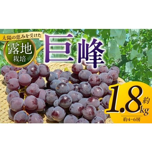 ふるさと納税 ぶどう 巨峰 福岡県 久留米市 8月中旬より順次発送 池尻農園 露地巨峰4房〜6房 約1.8kg _ 池尻農園 巨峰 露地栽培 約 1.8kg 4房 〜 6房 福岡県…
