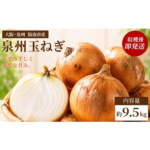 ふるさと納税 野菜類 玉ねぎ 大阪府 阪南市 味にこだわった新玉ねぎ はたなかさんちの泉州玉ねぎ9.5Kg 泉州玉ねぎ9.5Kg(お得な大容量)10000円