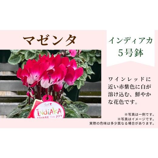 ふるさと納税 雑貨・日用品 花 愛知県 設楽町 カラー:マゼンタ 11月中旬から順次発送 農林水産大臣賞受賞 愛知県産 シクラメン 5号鉢 インディアカ 農林水…