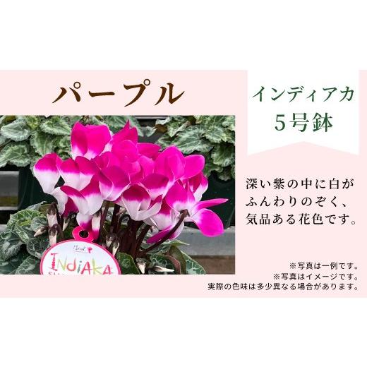 ふるさと納税 雑貨・日用品 花 愛知県 設楽町 カラー:パープル 11月中旬から順次発送 農林水産大臣賞受賞 愛知県産 シクラメン 5号鉢 インディアカ 農林水…