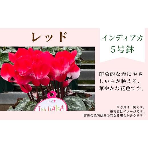 ふるさと納税 雑貨・日用品 花 愛知県 設楽町 カラー:レッド 11月中旬から順次発送 農林水産大臣賞受賞 愛知県産 シクラメン 5号鉢 インディアカ 農林水産…