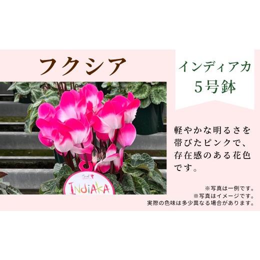 ふるさと納税 雑貨・日用品 花 愛知県 設楽町 カラー:フクシア 11月中旬から順次発送 農林水産大臣賞受賞 愛知県産 シクラメン 5号鉢 インディアカ 農林水…