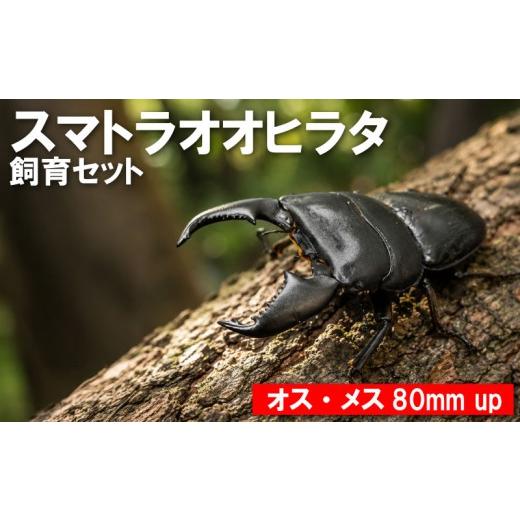 ふるさと納税 生き物 茨城県 鹿嶋市 数量限定 スマトラオオヒラタ 飼育セット オス・メス 80ミリ up クワガタ クワガタムシ カブトムシ 昆虫 虫 国産 飼育 …