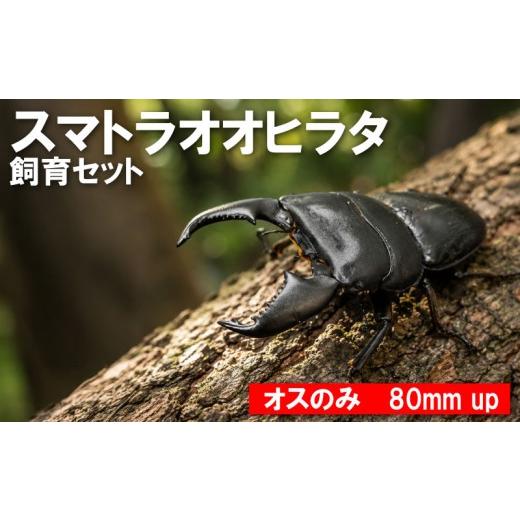 ふるさと納税 生き物 茨城県 鹿嶋市 数量限定 スマトラオオヒラタ 飼育セット オスのみ 80ミリ up クワガタ クワガタムシ カブトムシ 昆虫 虫 国産 飼育 セ…