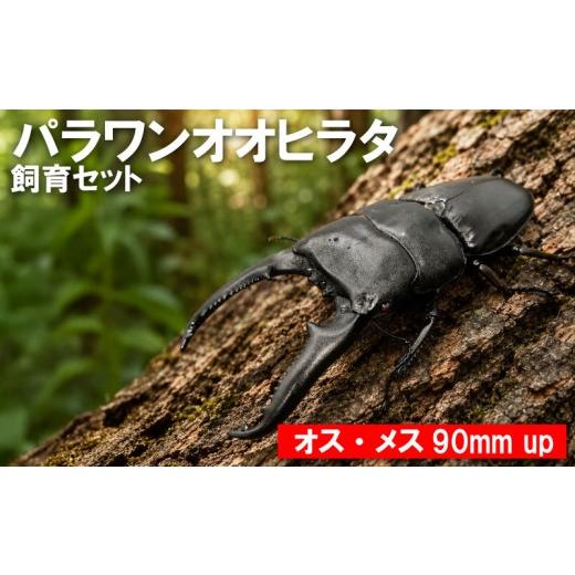 ふるさと納税 生き物 茨城県 鹿嶋市 数量限定 パラワンオオヒラタ 飼育セット オス・メス 90ミリ up クワガタ クワガタムシ カブトムシ 昆虫 虫 国産 飼育 セ…