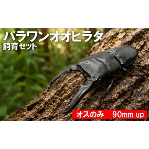 ふるさと納税 生き物 茨城県 鹿嶋市 数量限定 パラワンオオヒラタ 飼育セット オスのみ 90ミリ up クワガタ クワガタムシ カブトムシ 昆虫 虫 国産 飼育 セッ…
