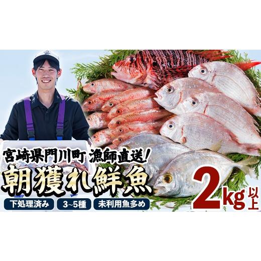 ふるさと納税 旬の鮮魚等 宮崎県 門川町 北海道・離島配送不可 漁師直送 朝獲れ 季節の 鮮魚 詰め合わせ (並) (合計2kg以上・3〜5種) 下処理済み 大衆魚 高級…
