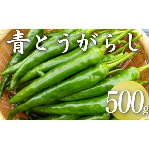 ふるさと納税 野菜類 薬味 高知県 三原村 三原村産 ゆず農家が作る 大きな青唐辛子"大紅" 500g 長さ8〜15cm