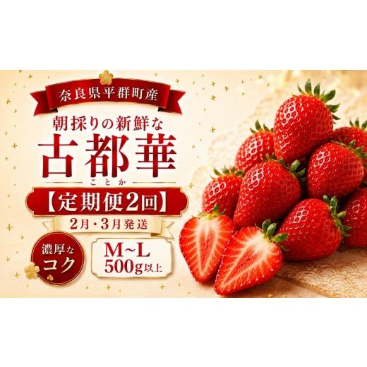 ふるさと納税 いちご 奈良県 平群町 AO05 定期便2回 2月・3月発送・朝採りの新鮮な古都華M〜L 500g以上 いちごいちえ | 果物 くだもの フルーツ 苺 イチゴ…