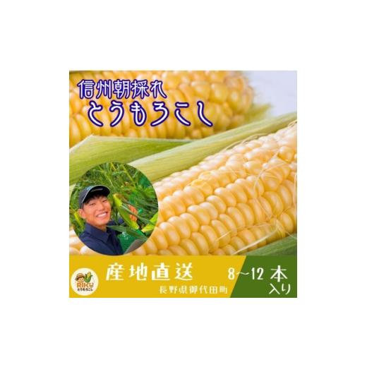 ふるさと納税 とうもろこし 長野県 御代田町 長野県浅間山麓 朝採れとうもろこし 約4kg〜5kg(約8本〜12本入り) 1754258