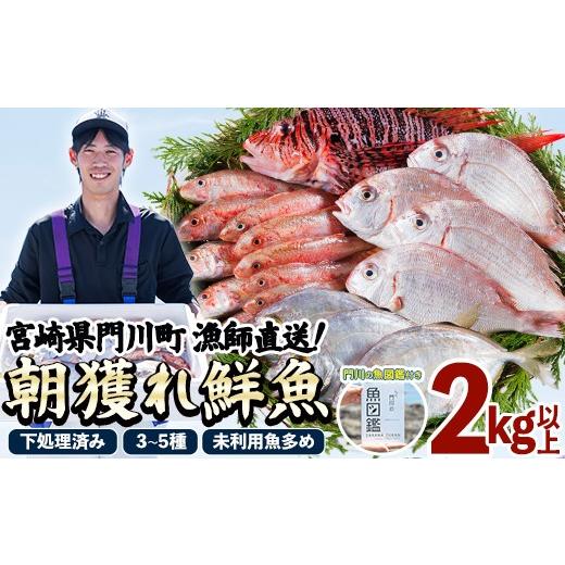 ふるさと納税 旬の鮮魚等 宮崎県 門川町 北海道・離島配送不可 漁師直送 朝獲れ 季節の 鮮魚 詰め合わせ (合計2kg以上・3〜5種・門川の魚図鑑付き) 下処理済…