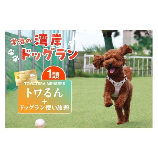 ふるさと納税 体験チケット 愛知県 常滑市 TOWATERAメンバーズ ドッグラン、ペットホテルなどをお得に利用できる「トワるん」会員入会+ドッグラン使い放題 1…
