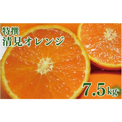ふるさと納税 みかん・柑橘類 オレンジ 和歌山県 新宮市 特撰 清見オレンジ 7.5kg+200g(補償分) 2027年2月下旬〜5月上旬頃に順次発送予定