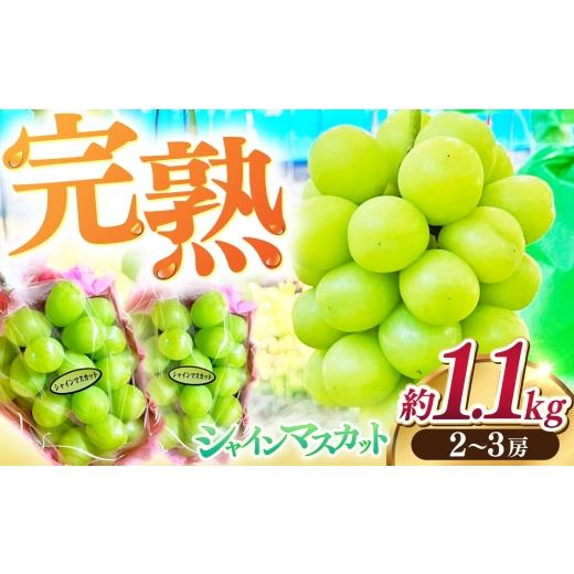 ふるさと納税 ぶどう マスカット 高知県 高知市 高知県産 生産者厳選 シャインマスカット 約1.1kg(2〜3房) / マスカット 果物 フルーツ デザート COCO葡萄…